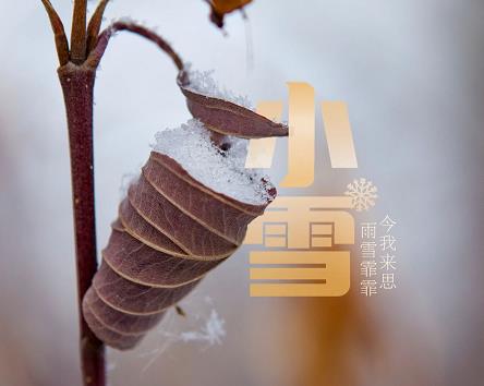 小雪至 冬来俏